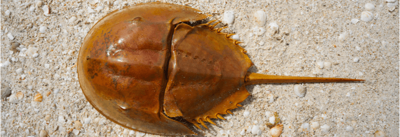 Limulus, drug toxicity testing