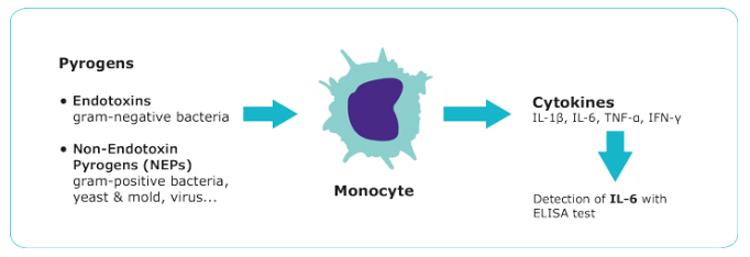 PyroMat, pyrogen detection test, cell line-based pyrogen and endotoxin testing