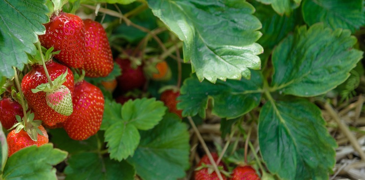 agrosavfe belgium strawberry pesticide fungal