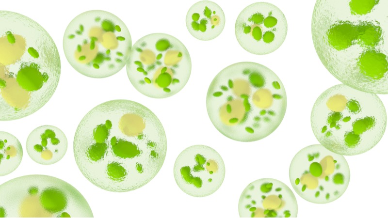 microalgae microphyt france obesity