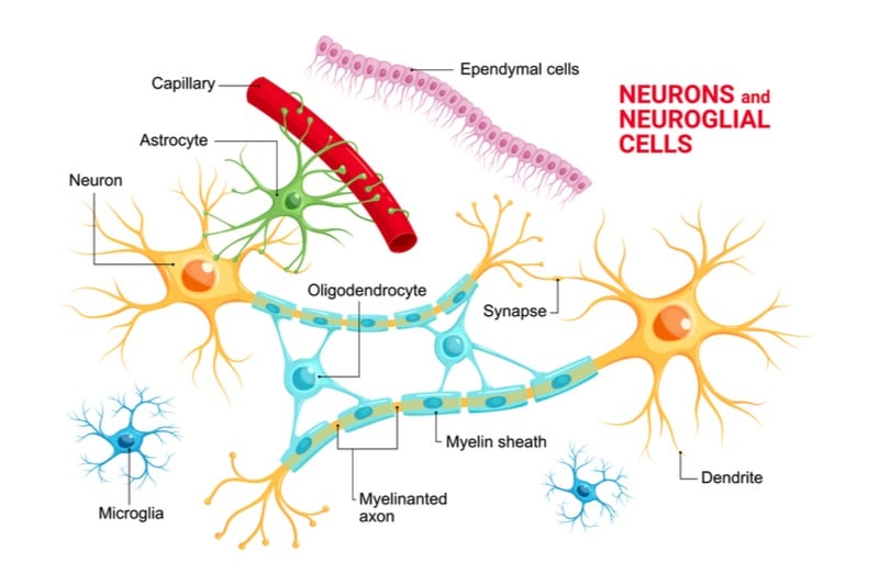 astrocyte alzheimers disease astronautx