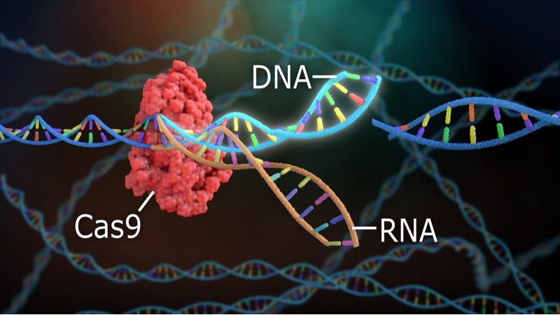 crispr cell therapy cas9 cas12a