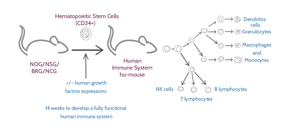 mouse model, fully human immune system, preclinical model
