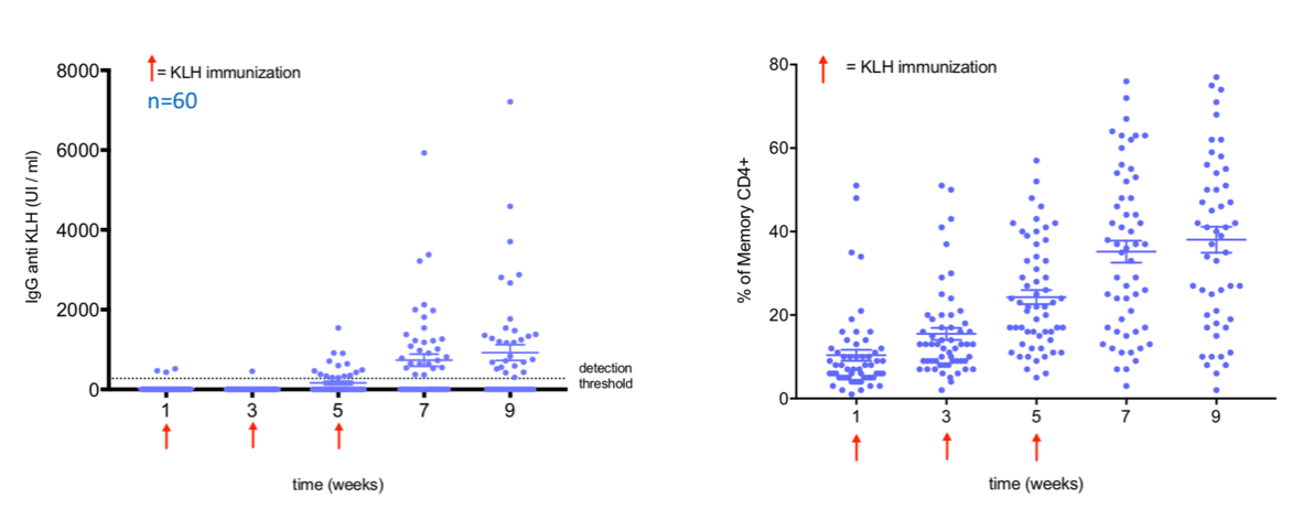 KLH immunization, antibody production, immunoglobulins