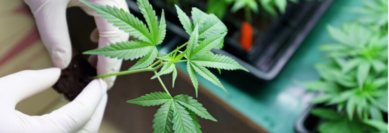cannabis analysis, scientist, medical cannabis, Europe, new regulations