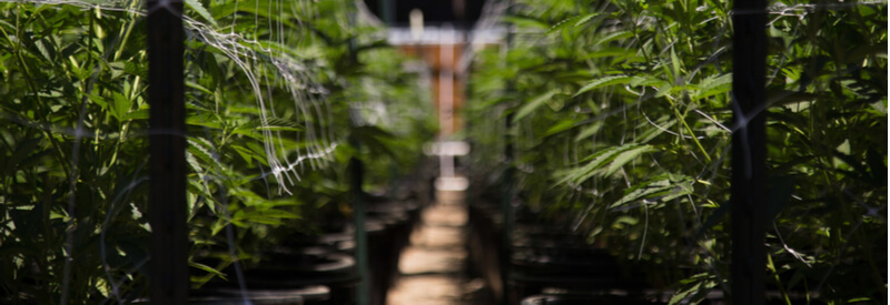 cannabis cultivation, new cannabis regulations in Europe