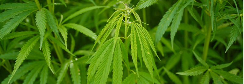 medical cannabis, Germany, new regulations, BfArM