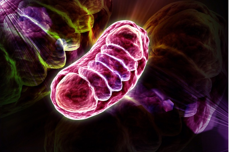 mitochondria amazentis 