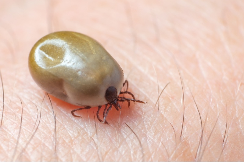 valneva tick lyme disease vaccine