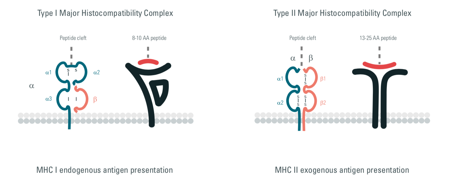 MHC, major histocompatibility complex, innate immunity, therapeutic strategies, cisbio copyright