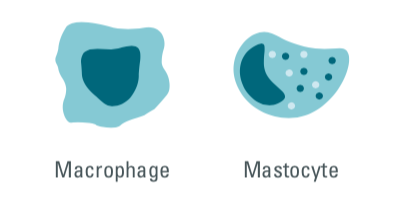 cisbio copyright, macrophages, mast cells, mastocytes, innate immune cells