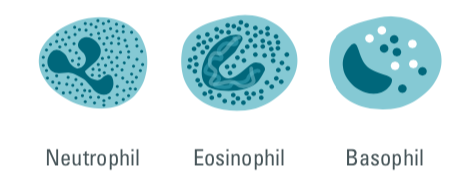 granulocytes, neutrophils, basophils, eosinophils, cisbio copyright, innate immune cells