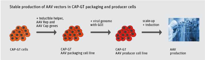 CAP-GT, cell line, CAP cell line, CEVEC