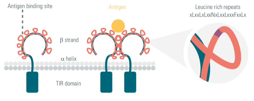 Toll-like receptors, TLRs, innate immunity, cisbio copyright, therapeutic strategies