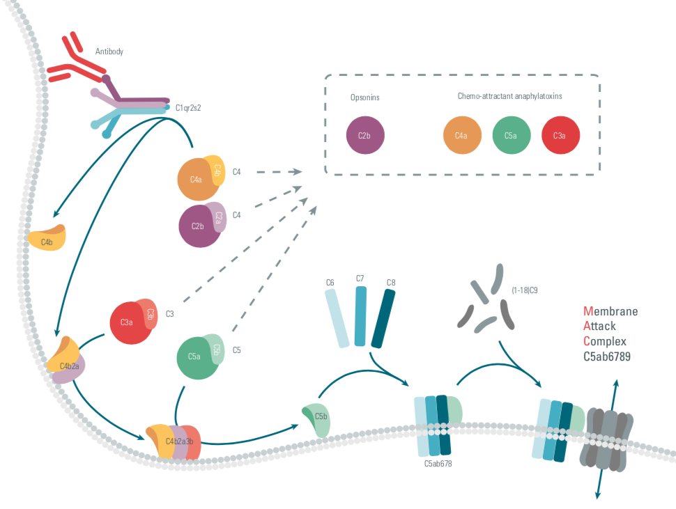 the complement system, complements, innate immunity, therapeutic strategies, cisbio copyright