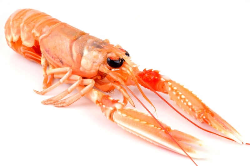 cuantec langoustine