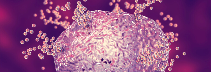 mast cells, mastocyte, Kateryna Kon, innate immunity, immuno-oncology, immunology, innate immune system