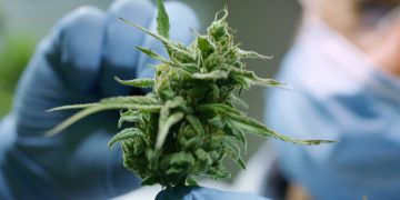 medical cannabis, medicinal cannabis, Germany, Europe