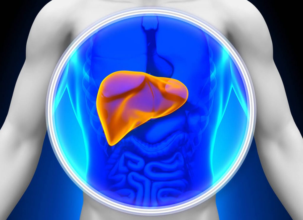 Liver body Promethera decade3d anatomy online 1