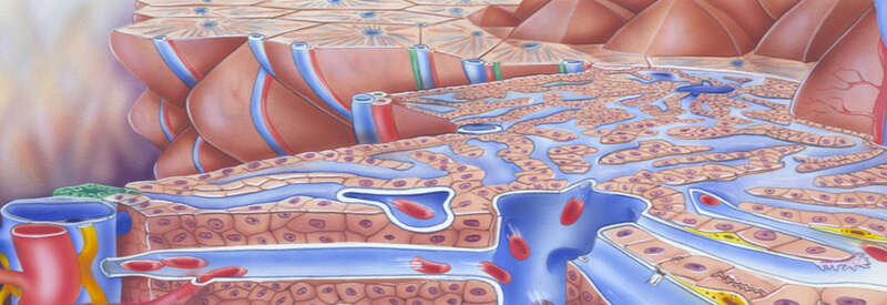 human liver, liver disease, structure of the human liver