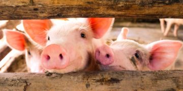 Meatable lab grown pork