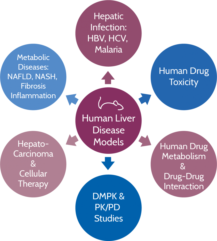 Hu-liver mouse model, humanized liver, TransCure bioServices