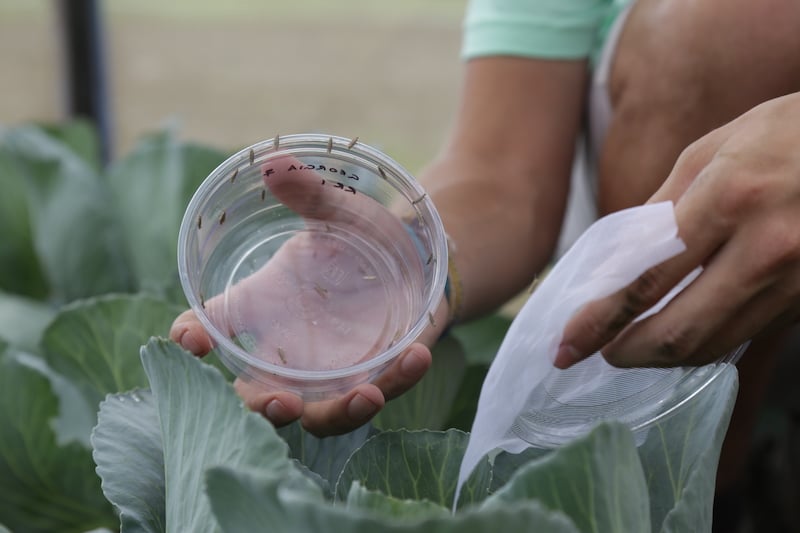 Cornell University Oxitec crop protection