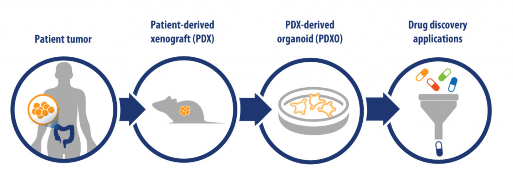 PDXO, HUB organoids, Crown Bioscience, tumor organoids