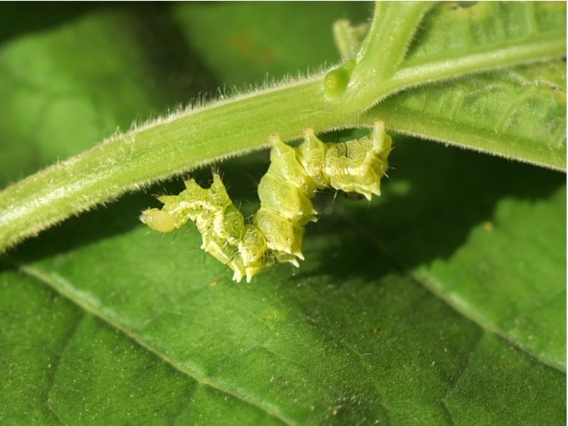 cabbage looper moth algenex