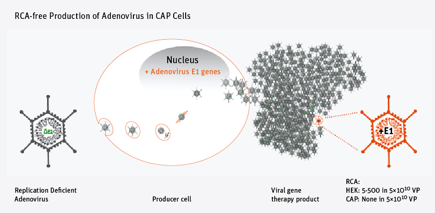 cevec_rca_adenovirus_free_gene_therapy_biotech_cap