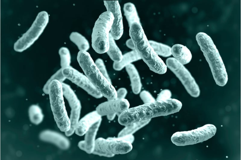 ilya pharma lactobacilli bacteria uppsala