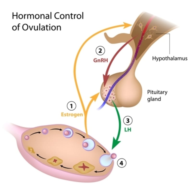 kandy therapeutics menopause treatment