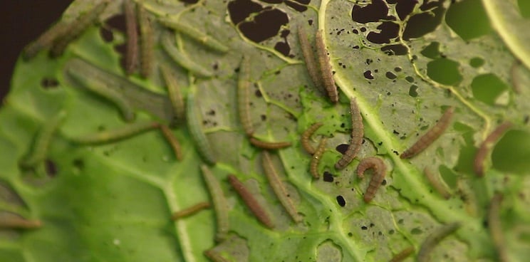 oxitec diamondback moth