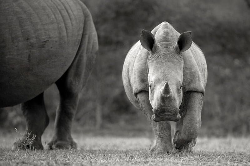 rhino embryo biorescue merck