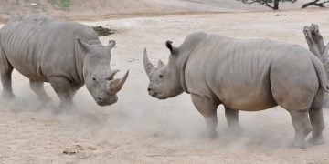 rhino northern white embryo conservation