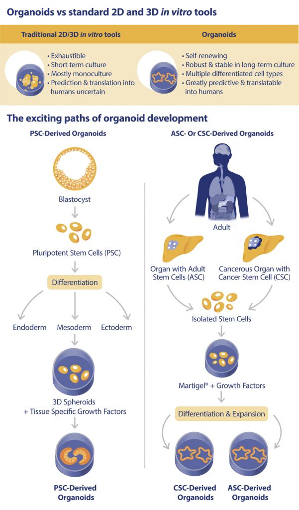 organoids, tumor organoids, cancer research