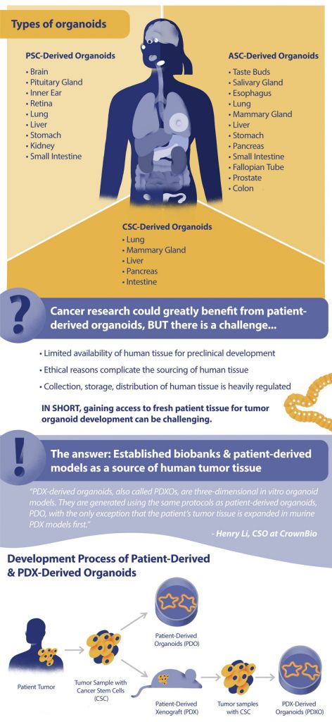 organoids, tumor organoids, cancer research