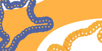 organoids