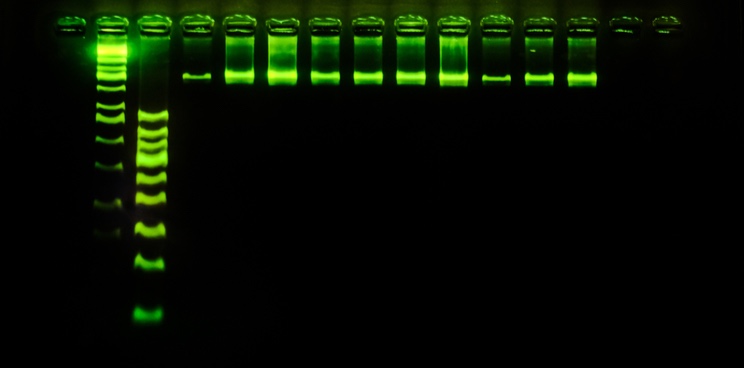 stilla technologies pcr molecular diagnostics