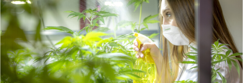 medicinal cannabis
