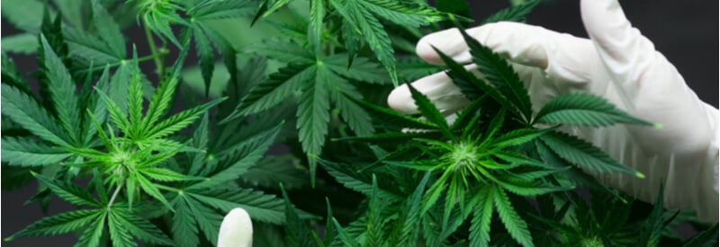 medical cannabis, researcher, Germany
