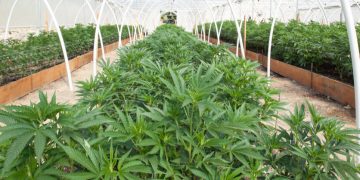 medical cannabis, Germany, cannabis plantation