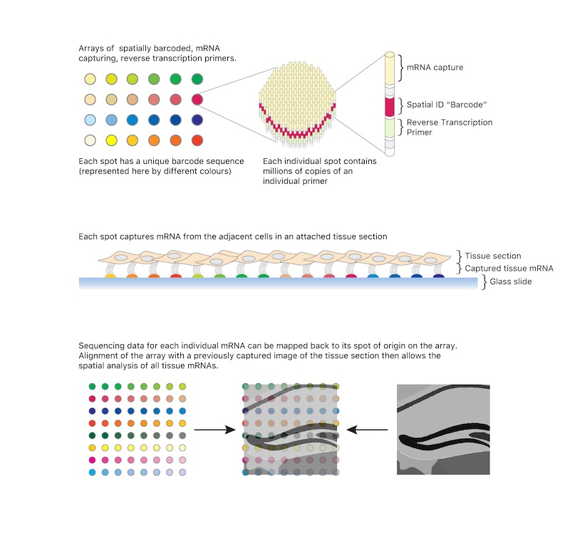 Spatial transcriptomics nature cc