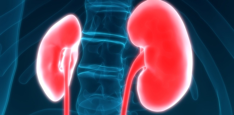 kidney transplant france biomarker