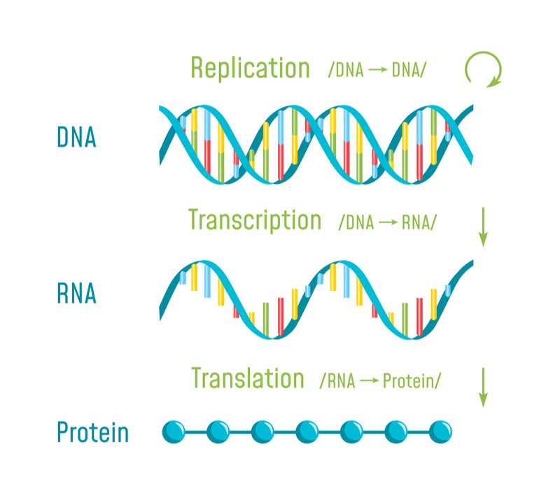 These vaccines contain information from messenger rna, including the. Mrna Vaccine : Could mRNA Vaccines Fulfill Their Potential Against ...