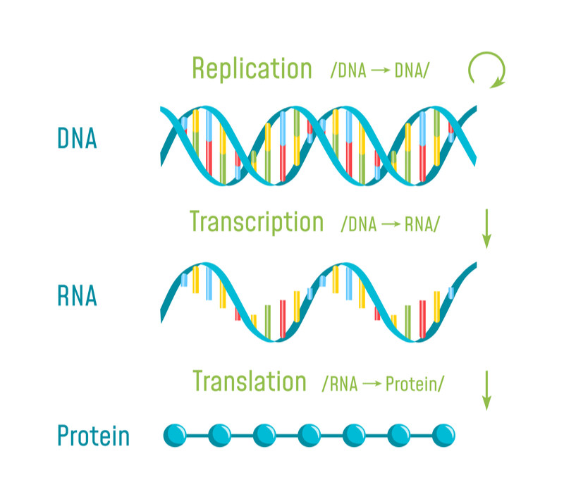 mrna coronavirus