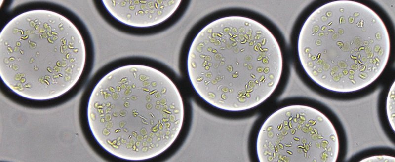 Synthetic Biology Max Planck Institute for terrestrial Microbiology:Erb