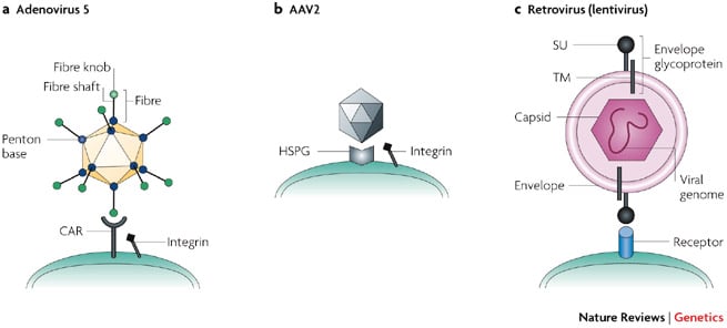 cevec_gene_therapy_adenovirus_aav_lentivirus