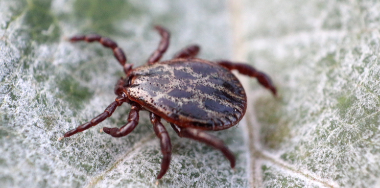 lyme disease valneva pfizer