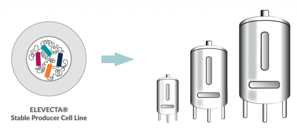 Elevecta, Cevec, viral vector production, AAVs, upscaling